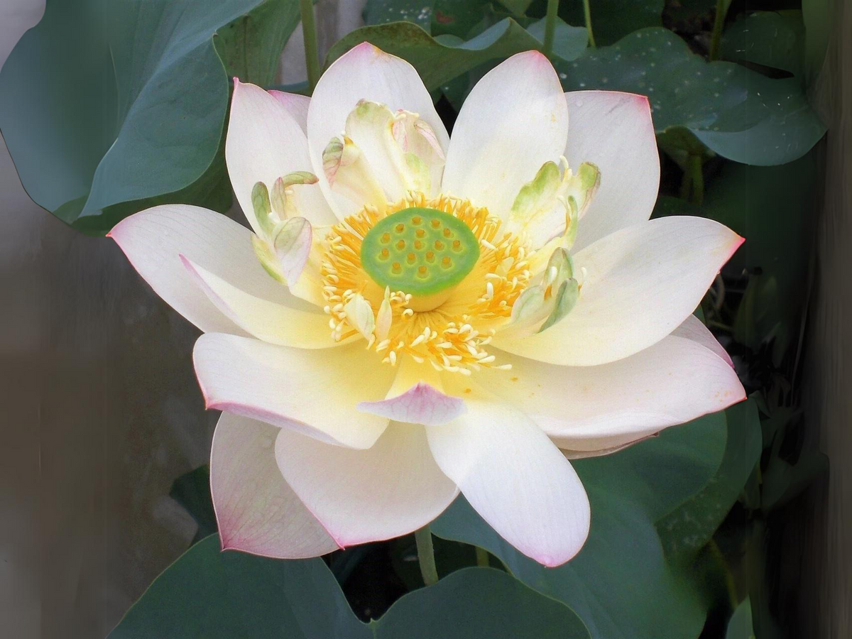 5+ Rare Seeds| Highest Virtue Lotus Seeds - Indian Lotus (Nelumbo nucifera) Seeds #Q045