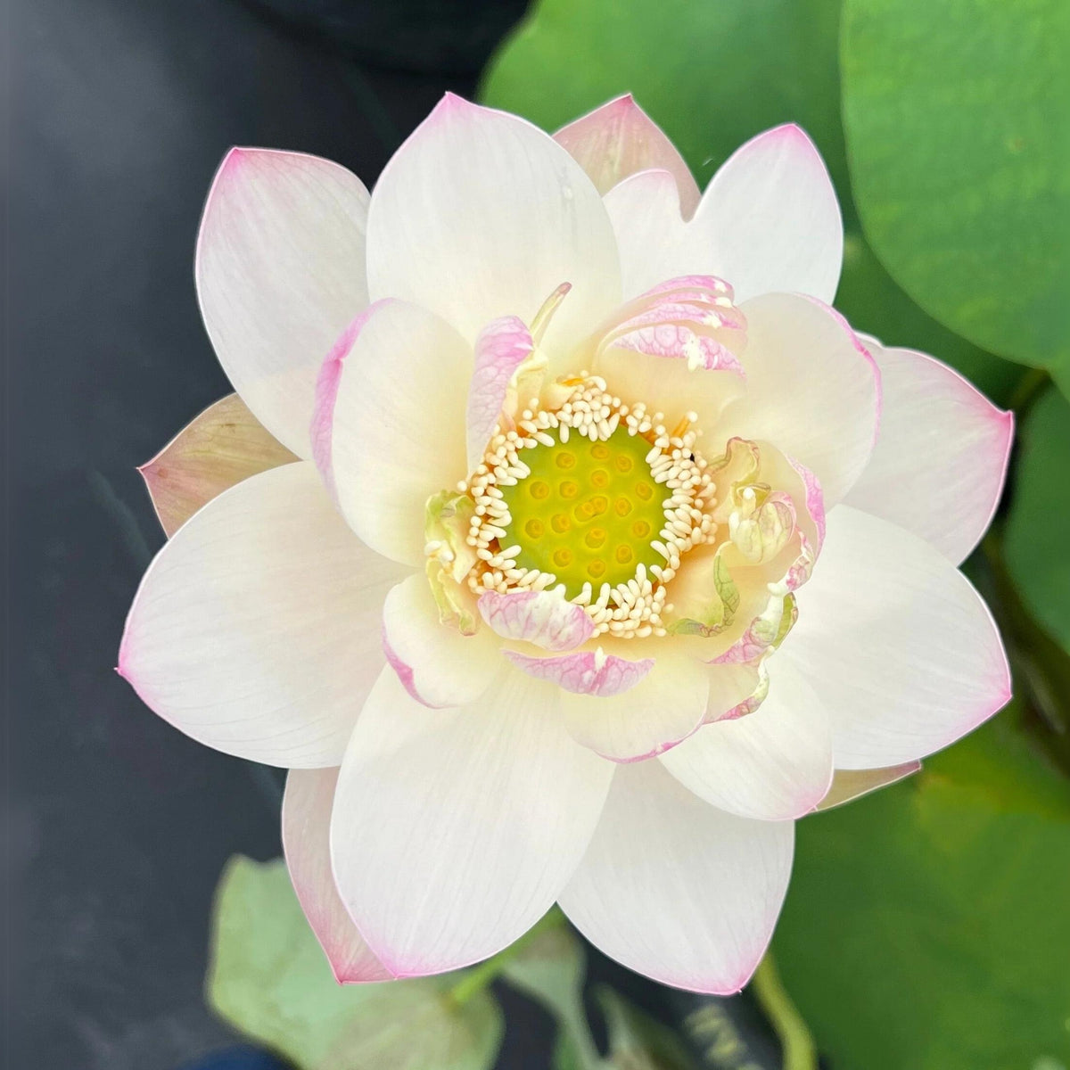 5+ Rare Seeds - Highest Virtue Lotus Seeds