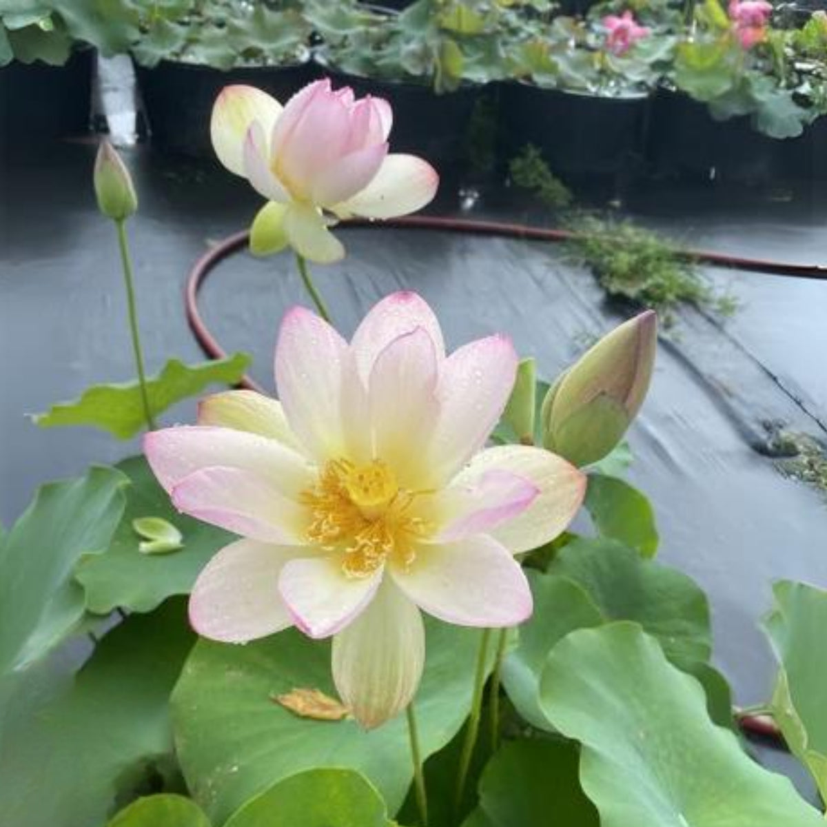 5+ Rare Seeds - Highest Virtue Lotus Seeds