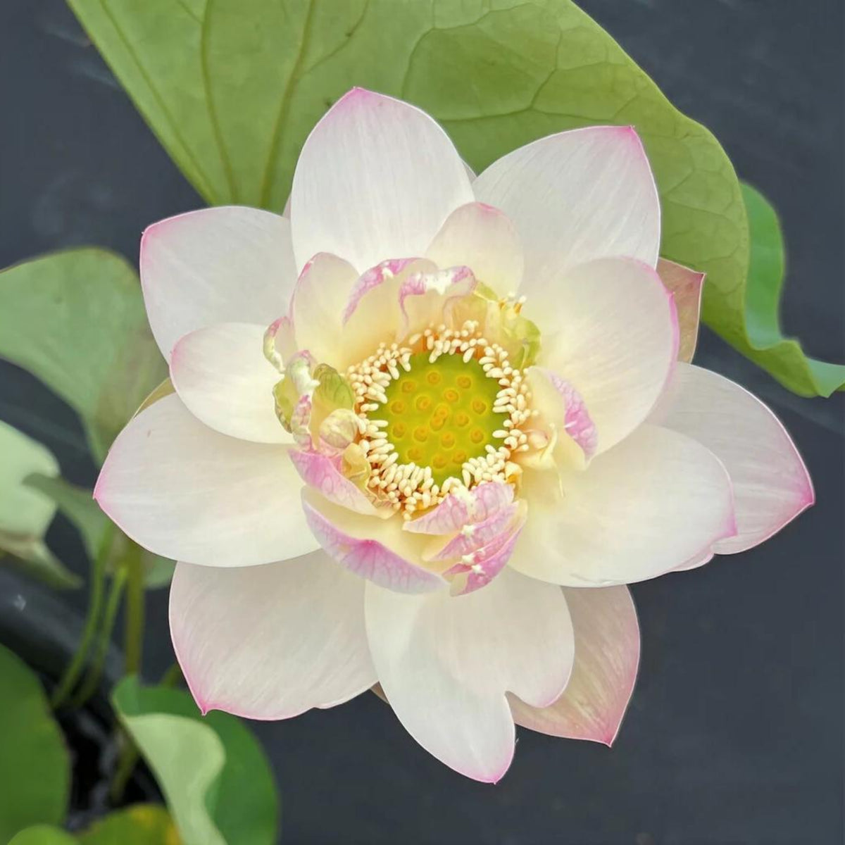 5+ Rare Seeds - Highest Virtue Lotus Seeds
