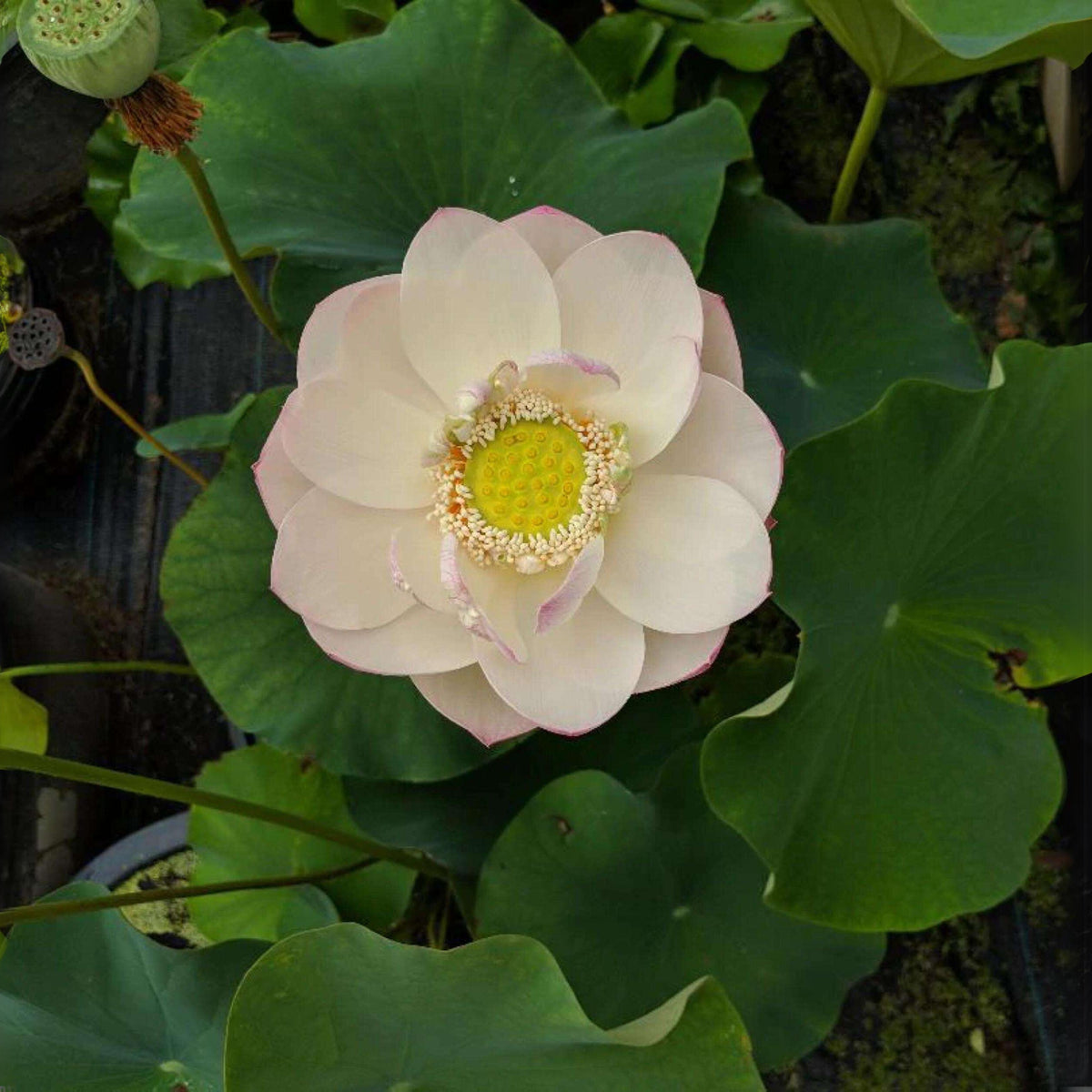 5+ Rare Seeds - Highest Virtue Lotus Seeds
