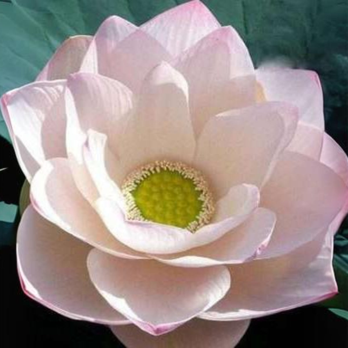 5+ Rare Seeds - Highest Virtue Lotus Seeds