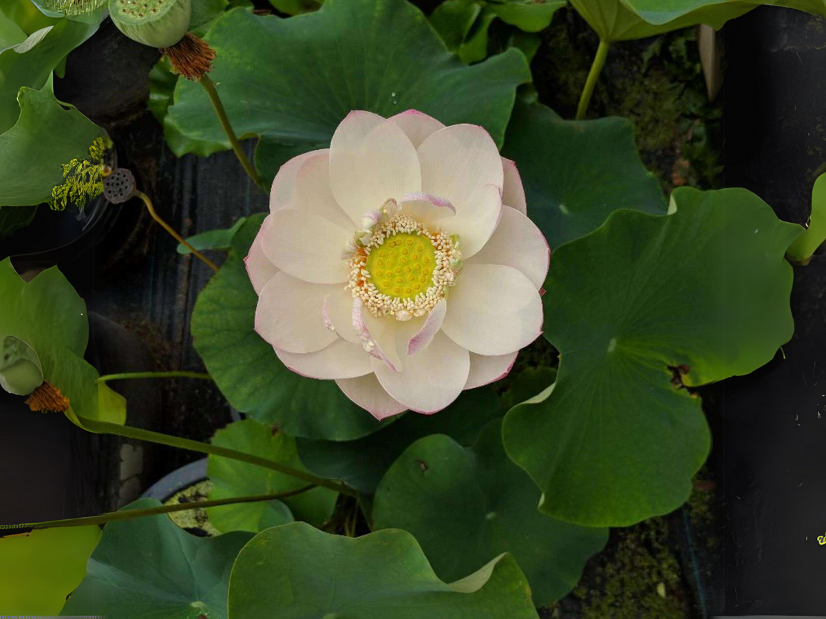 5+ Rare Seeds| Highest Virtue Lotus Seeds - Indian Lotus (Nelumbo nucifera) Seeds #Q045