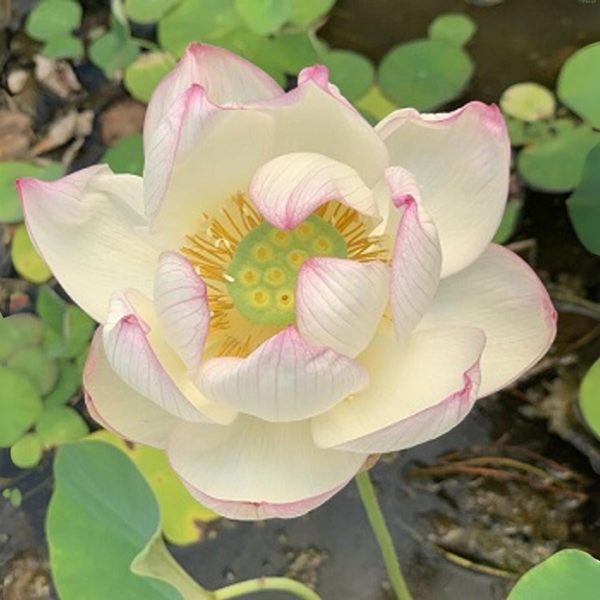 5+ Rare Seeds - Highest Virtue Lotus Seeds
