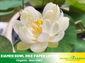 5+ Rare Seeds| Xiamen Bowl Lotus/Rice Paper Lotus Seeds - Indian Lotus (Nelumbo nucifera) Seeds - Water Plant Seeds- Bean of India- Egyptian Lotus - Aquatic perennial- Fragrant flowers - Ornamental Pond & Container Plant#Q046
