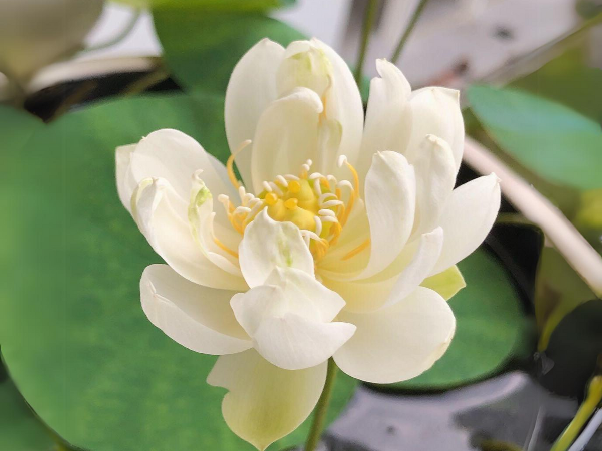 5+ Rare Seeds| Xiamen Bowl Lotus/Rice Paper Lotus Seeds - Indian Lotus (Nelumbo nucifera) Seeds #Q046