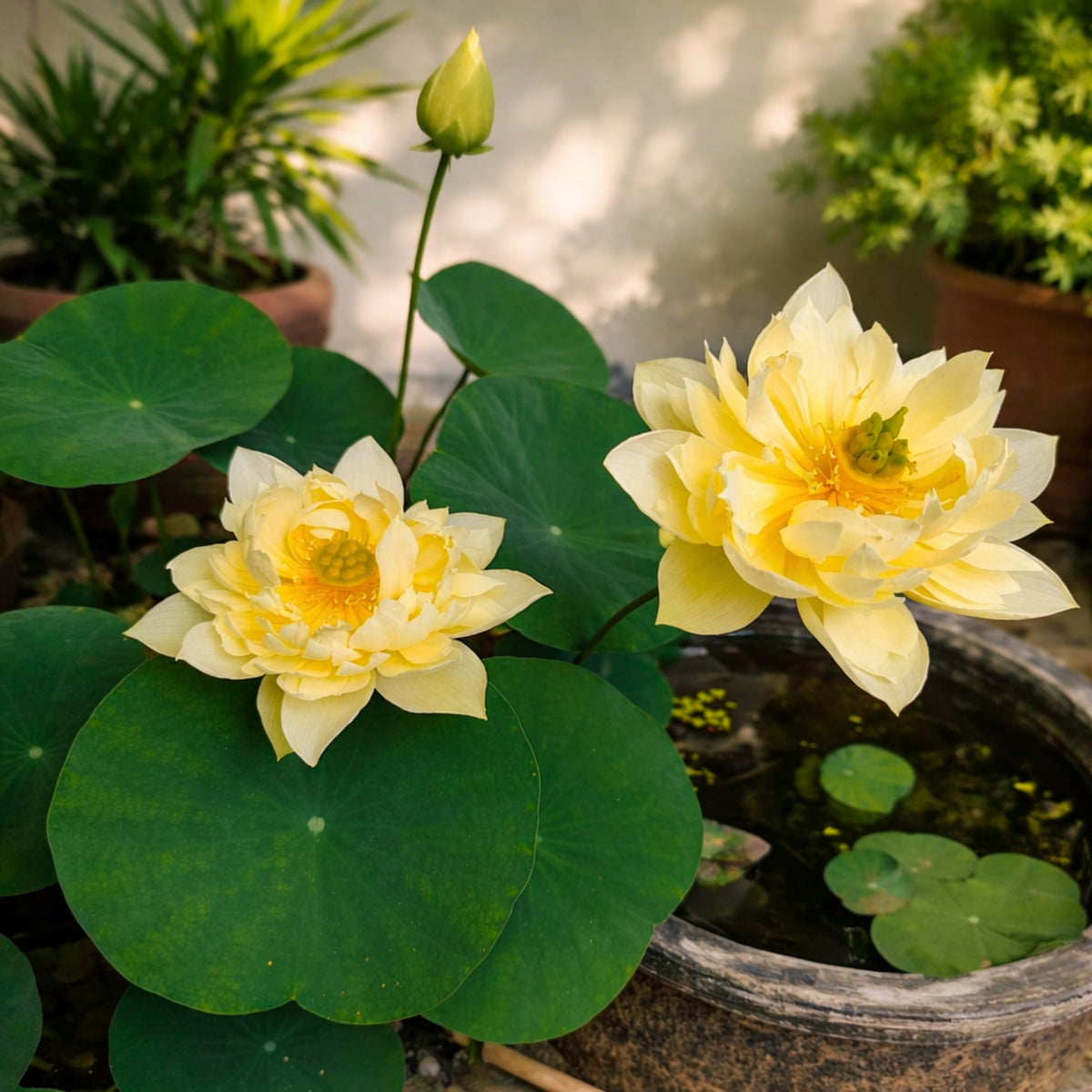 5+ Rare Seeds - Water Plant Seeds, Bean of India