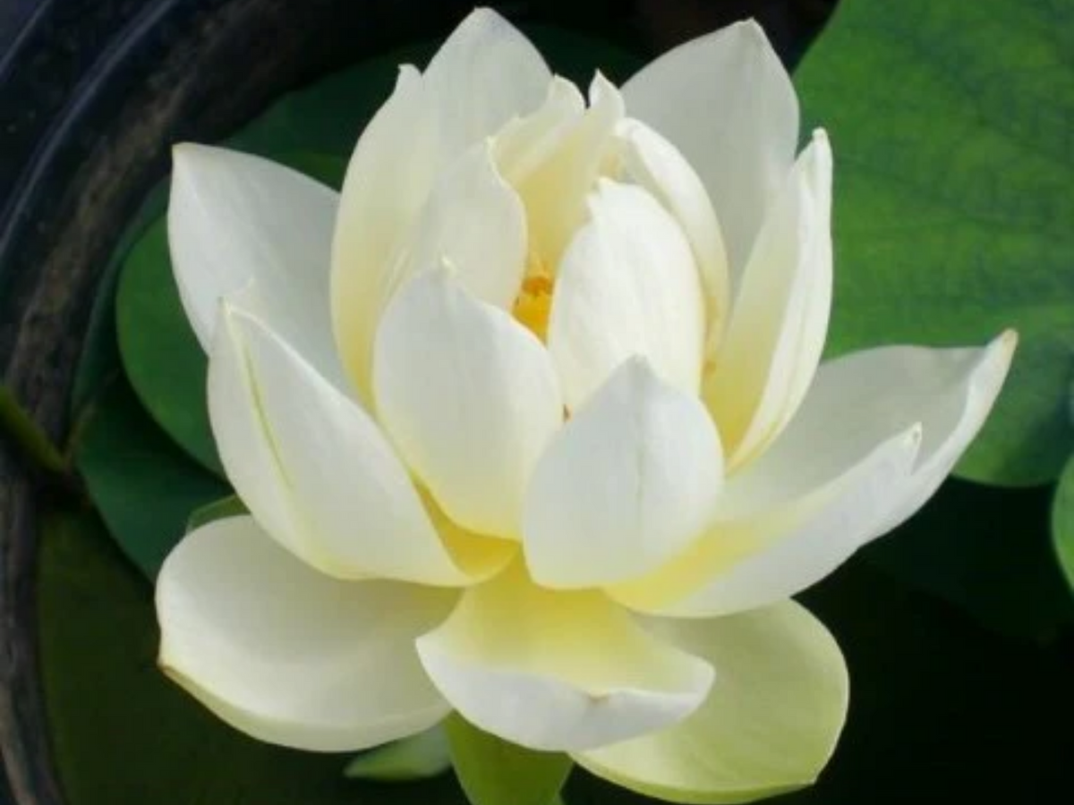 5+ Rare Seeds| Xiamen Bowl Lotus/Rice Paper Lotus Seeds - Indian Lotus (Nelumbo nucifera) Seeds #Q046