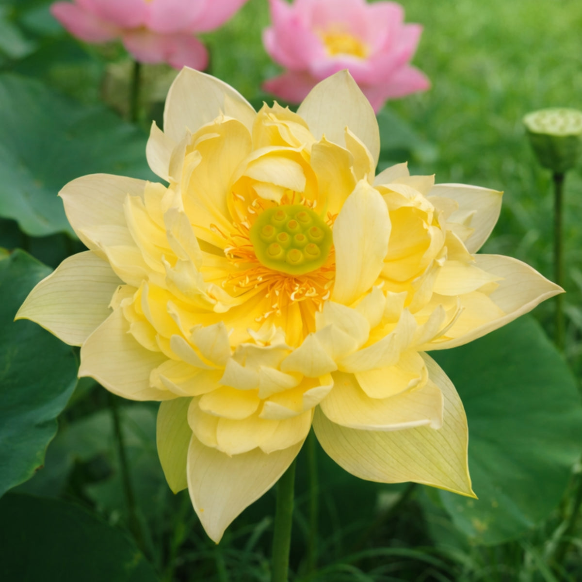 5+ Rare Seeds - Water Plant Seeds, Bean of India