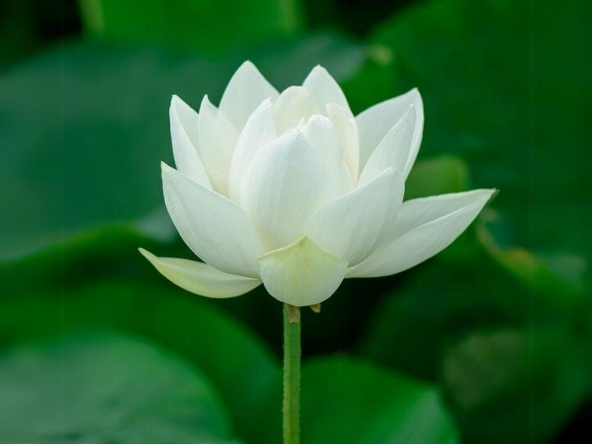 5+ Rare Seeds| Xiamen Bowl Lotus/Rice Paper Lotus Seeds - Indian Lotus (Nelumbo nucifera) Seeds #Q046