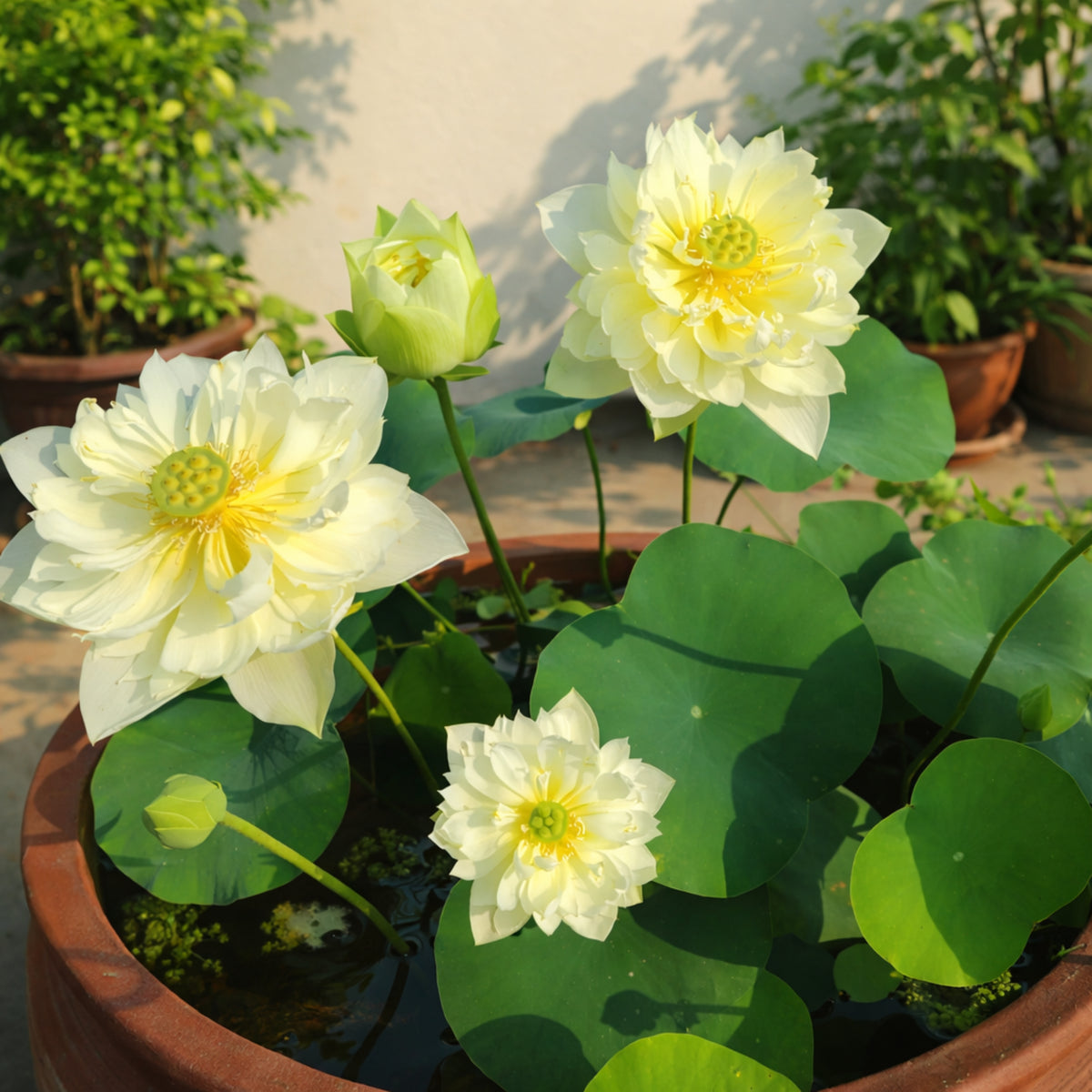 5+ Rare Seeds - Water Plant Seeds, Bean of India
