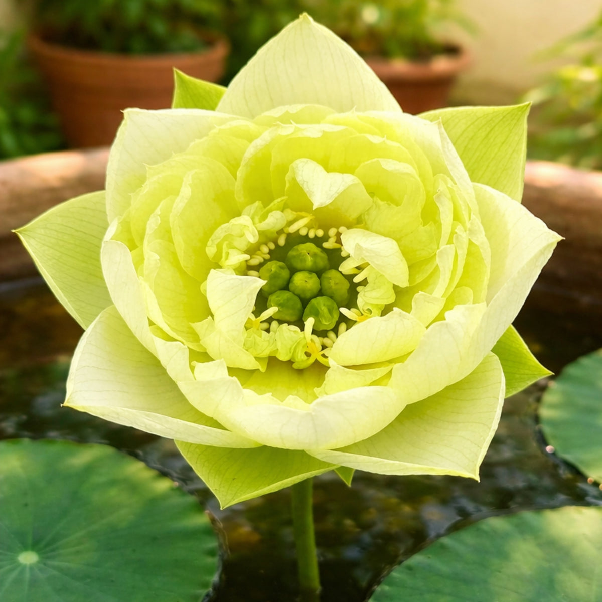 5+ Rare Seeds - Water Plant Seeds, Bean of India