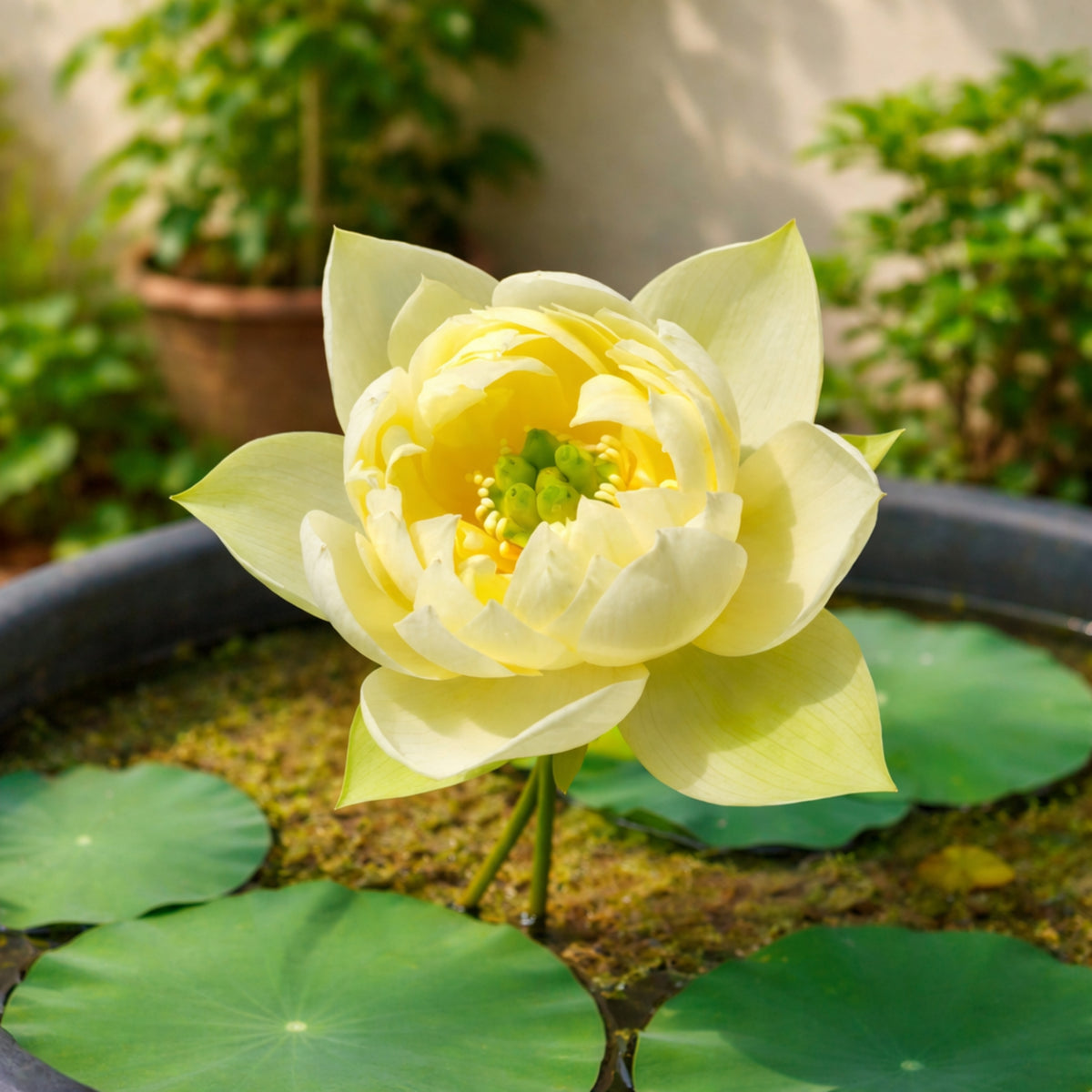 5+ Rare Seeds - Water Plant Seeds, Bean of India
