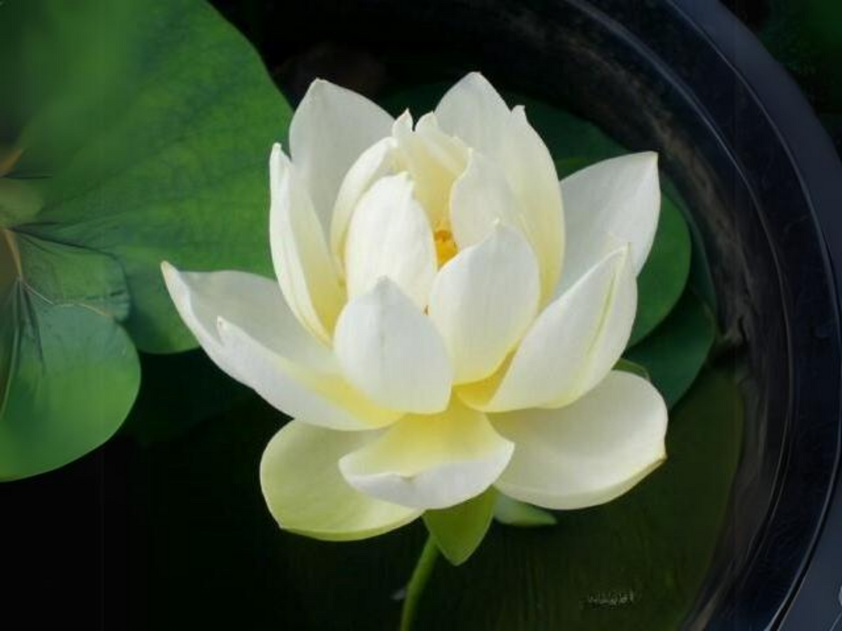 5+ Rare Seeds| Xiamen Bowl Lotus/Rice Paper Lotus Seeds - Indian Lotus (Nelumbo nucifera) Seeds #Q046