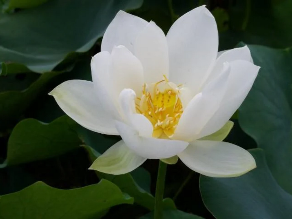 5+ Rare Seeds| Xiamen Bowl Lotus/Rice Paper Lotus Seeds - Indian Lotus (Nelumbo nucifera) Seeds #Q046