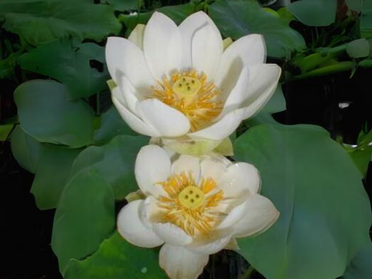 5+ Rare Seeds| Xiamen Bowl Lotus/Rice Paper Lotus Seeds - Indian Lotus (Nelumbo nucifera) Seeds #Q046