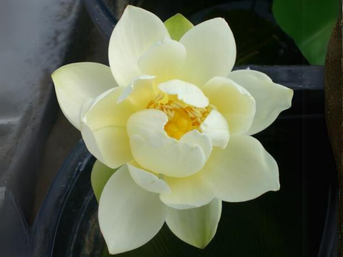 5+ Rare Seeds| Xiamen Bowl Lotus/Rice Paper Lotus Seeds - Indian Lotus (Nelumbo nucifera) Seeds #Q046