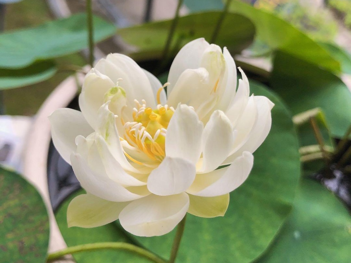 5+ Rare Seeds| Xiamen Bowl Lotus/Rice Paper Lotus Seeds - Indian Lotus (Nelumbo nucifera) Seeds #Q046