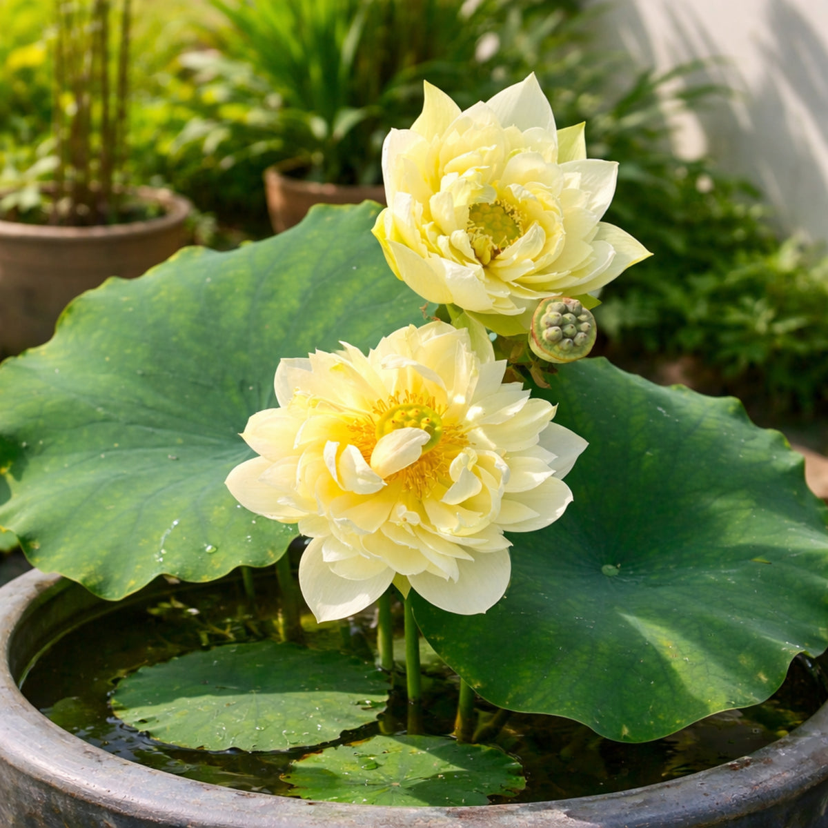 5+ Rare Seeds - Water Plant Seeds, Bean of India