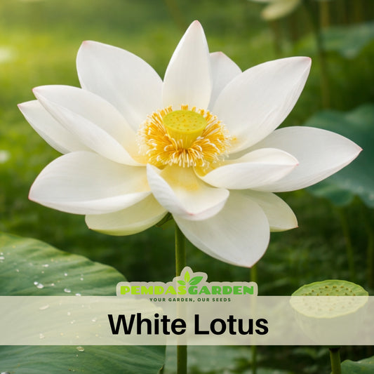 5+ Rare Seeds - White Lotus Seeds, Water Plant Seeds