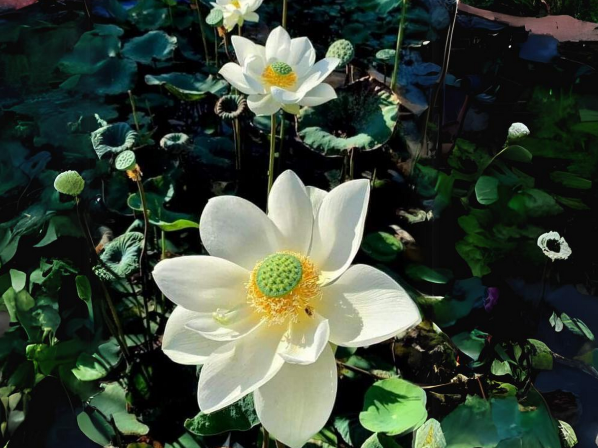 5+ Rare Seeds| White Lotus Seeds - Indian Lotus (Nelumbo nucifera) Seeds #Q047