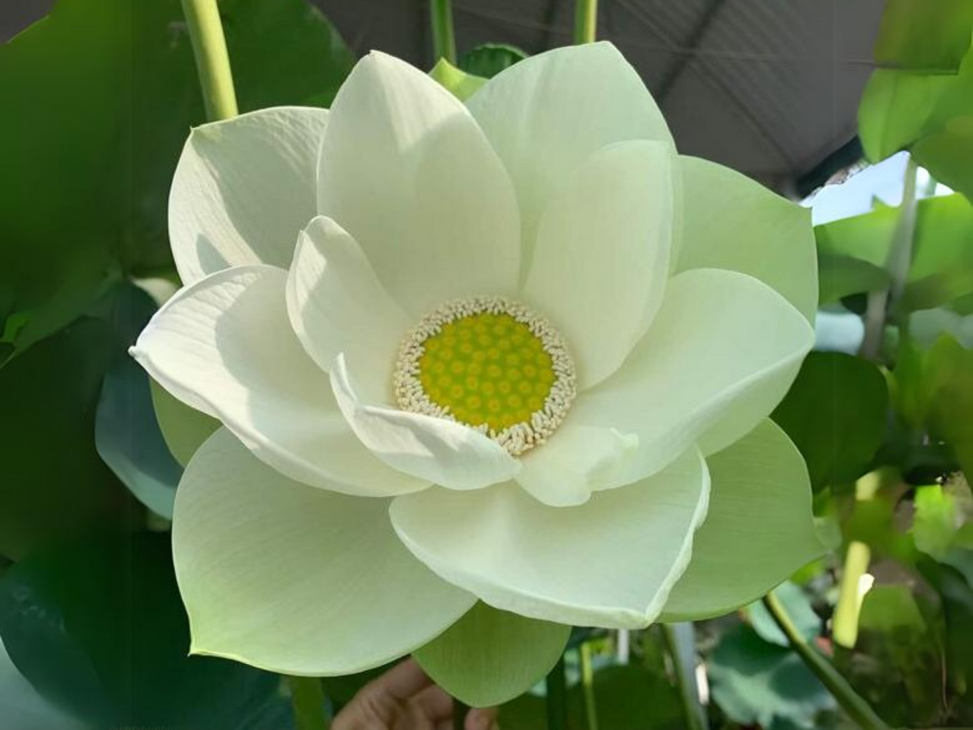 white lotus flower seeds 5+ Rare Seeds| White Lotus Seeds
