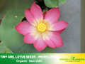 5+ Rare Seeds| Tiny Girl Lotus - Micro Lotus Seeds - Indian Lotus (Nelumbo nucifera) Seeds- Water Plant Seeds- Bean of India- Egyptian Lotus - Aquatic perennial- Fragrant flowers - Ornamental Pond & Container Plant #Q048