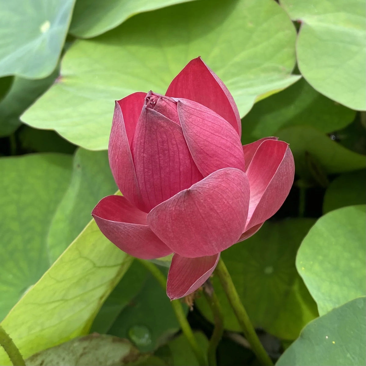 5+ Rare Seeds - Tiny Girl Lotus, Micro Lotus Seeds