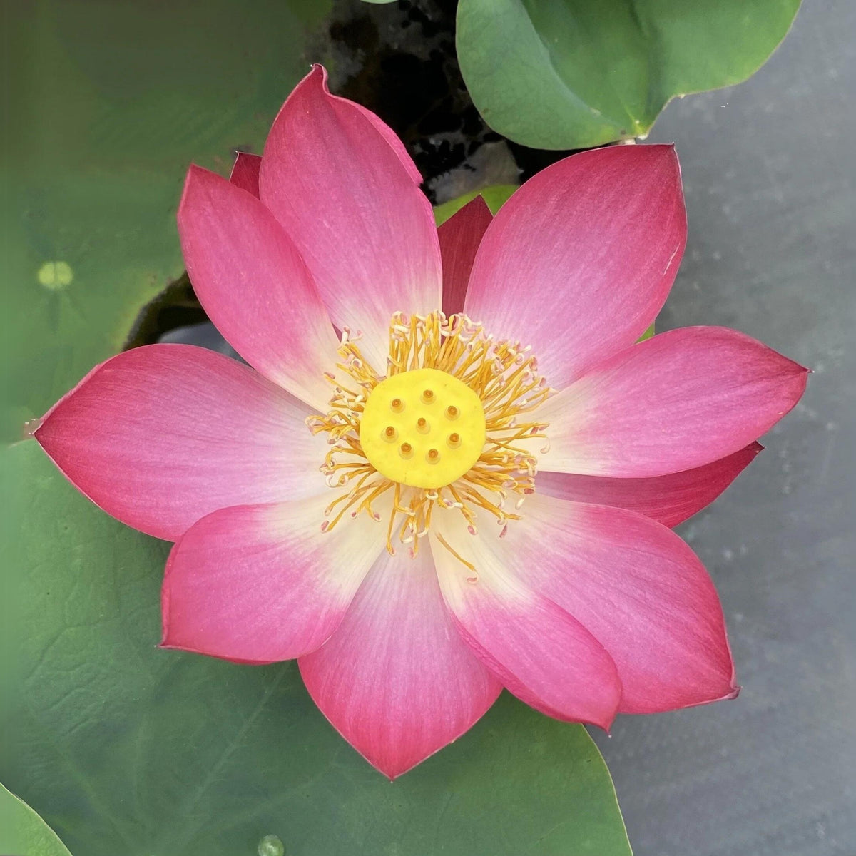 5+ Rare Seeds - Tiny Girl Lotus, Micro Lotus Seeds