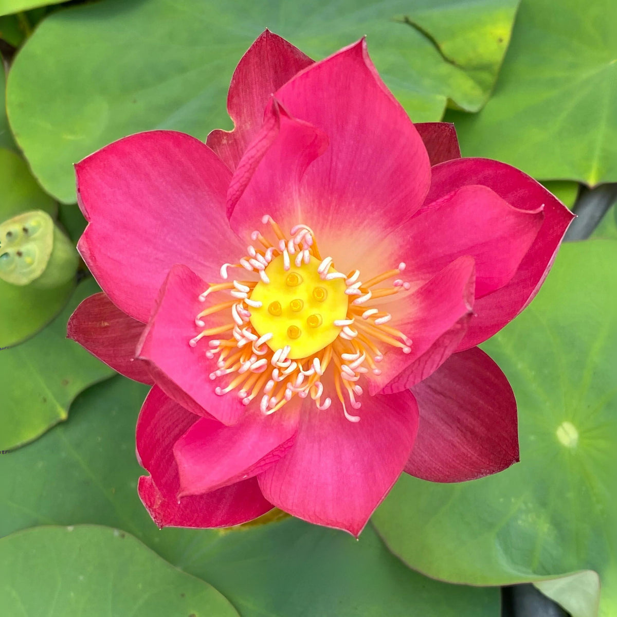 5+ Rare Seeds - Tiny Girl Lotus, Micro Lotus Seeds