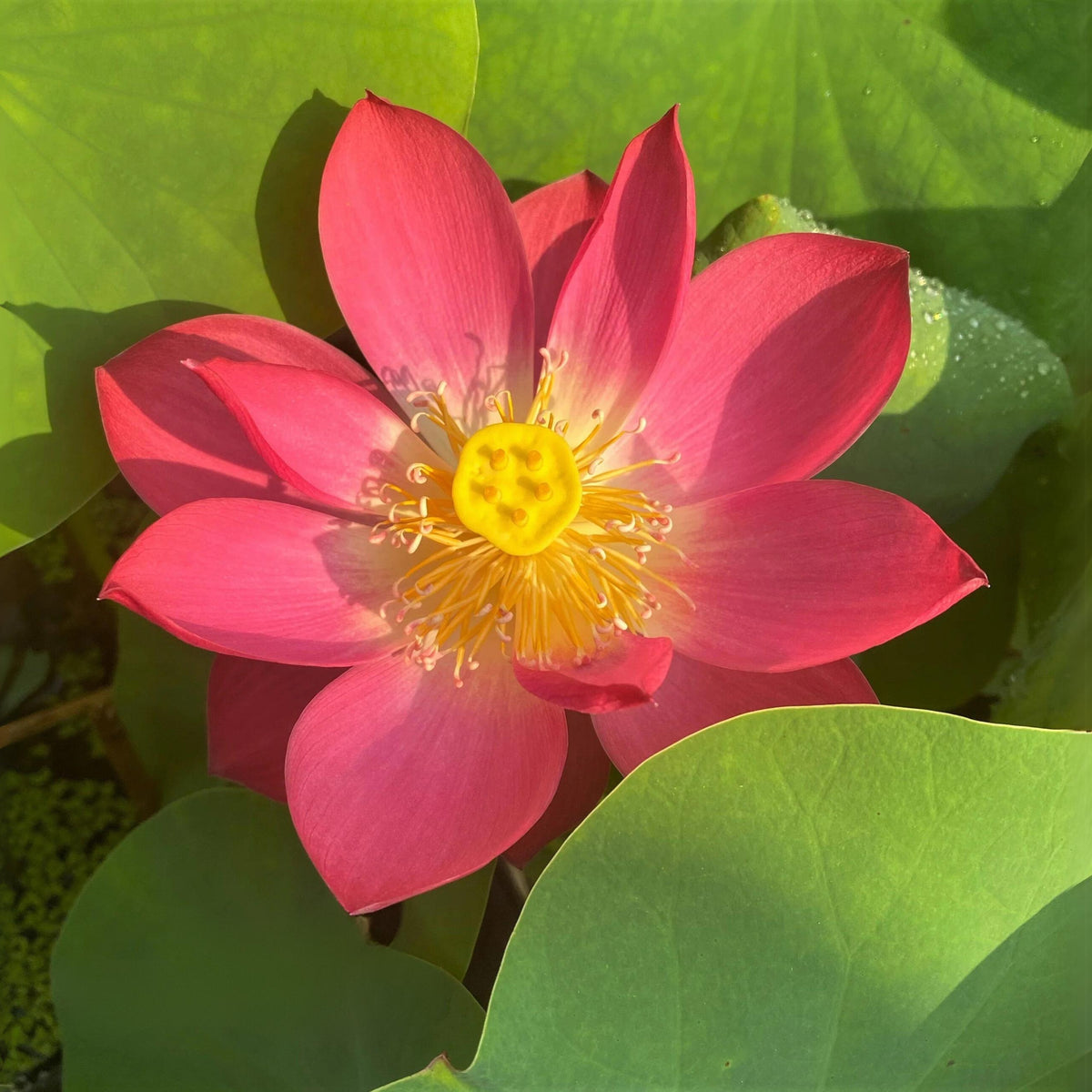 5+ Rare Seeds - Tiny Girl Lotus, Micro Lotus Seeds