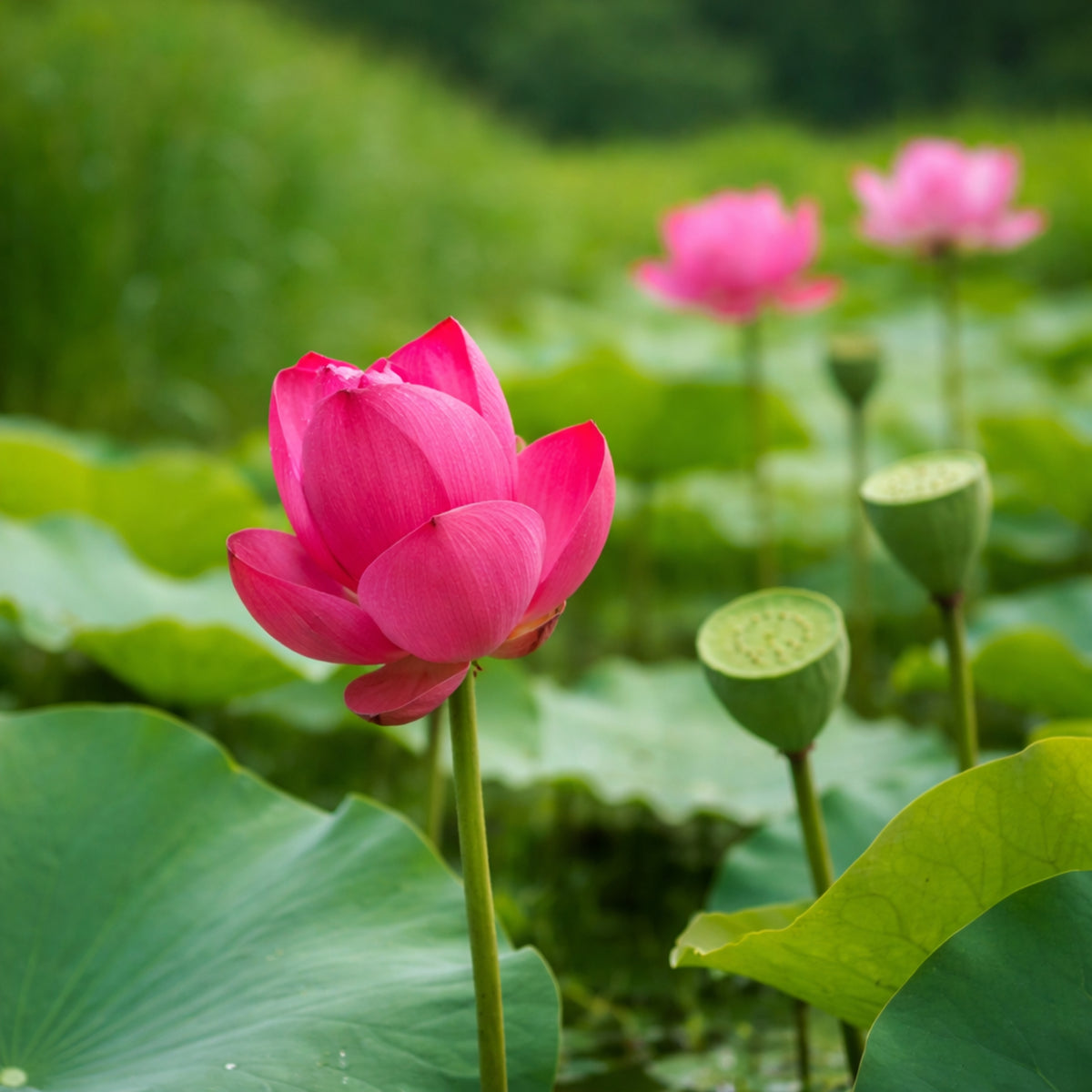 5+ Rare Seeds - Tiny Girl Lotus, Micro Lotus Seeds