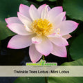 5+ Rare Seeds| Twinkle Toes Lotus -MINI LOTUS Seeds - Indian Lotus (Nelumbo nucifera) Seeds- Water Plant Seeds- Bean of India- Egyptian Lotus - Aquatic perennial- Fragrant flowers - Ornamental Pond & Container Plant #Q049
