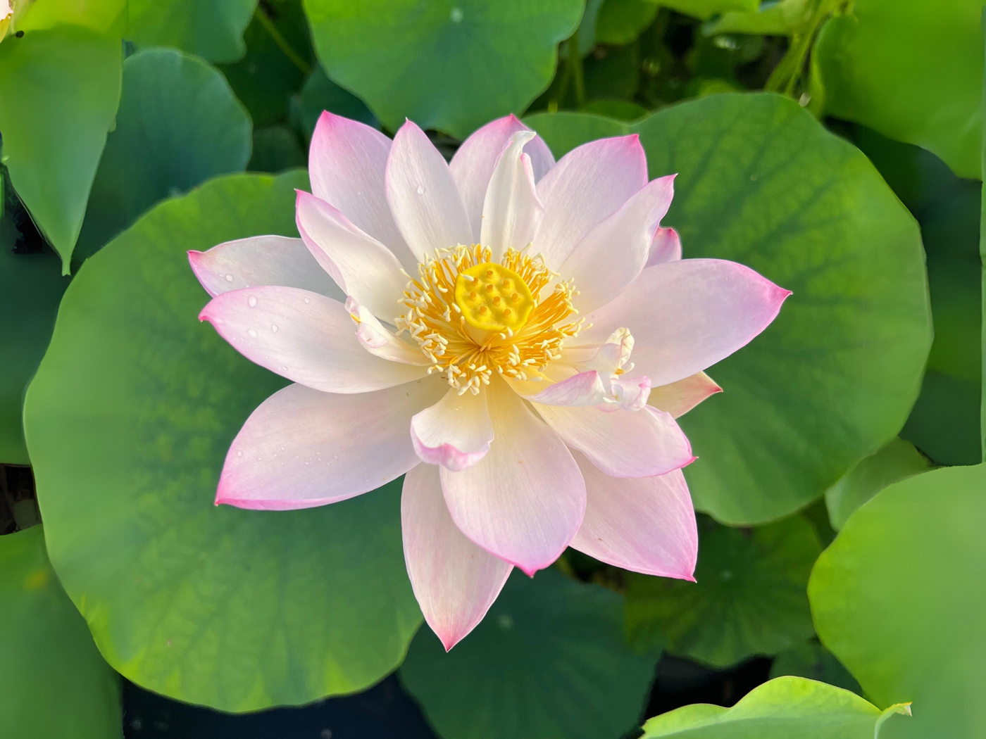 mini lotus flower seeds 5+ Rare Seeds| Twinkle Toes Lotus -MINI LOTUS Seeds