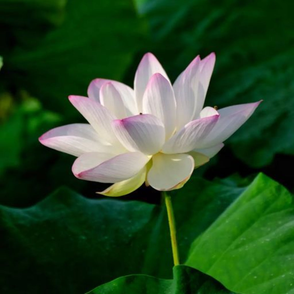 5+ Rare Seeds - Twinkle Toes Lotus, Mini Lotus Seeds