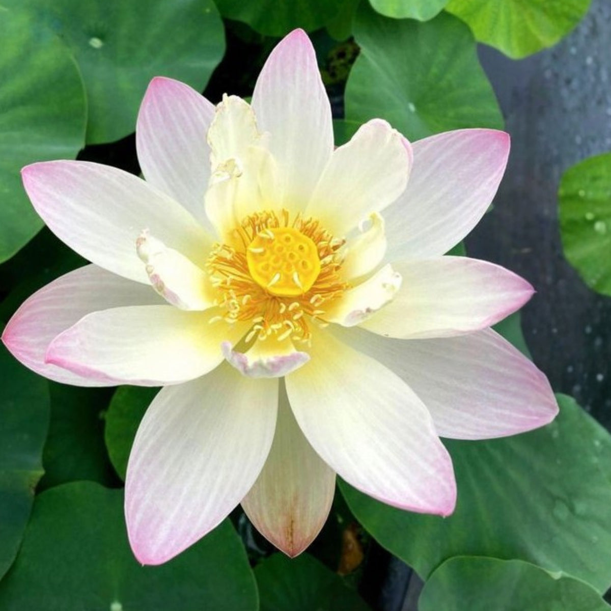 5+ Rare Seeds - Twinkle Toes Lotus, Mini Lotus Seeds