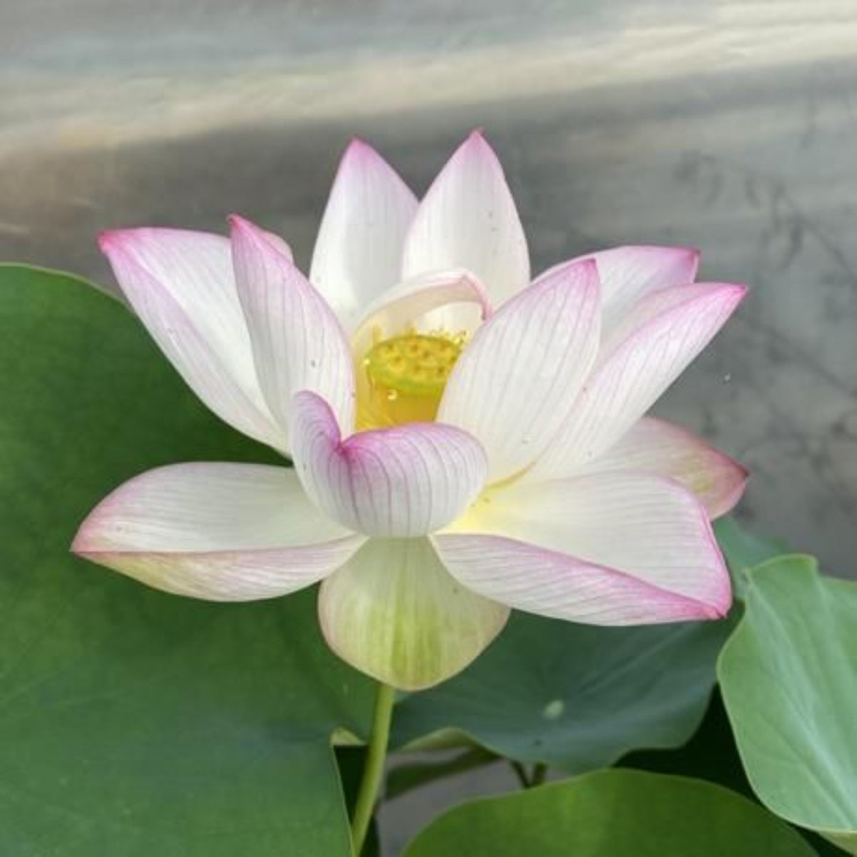 5+ Rare Seeds - Twinkle Toes Lotus, Mini Lotus Seeds