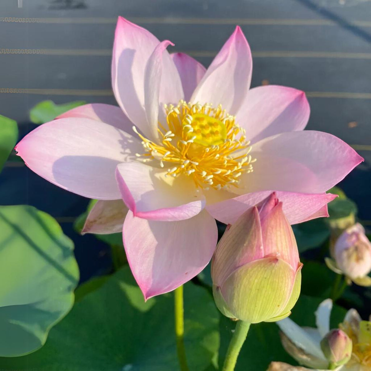 5+ Rare Seeds - Twinkle Toes Lotus, Mini Lotus Seeds