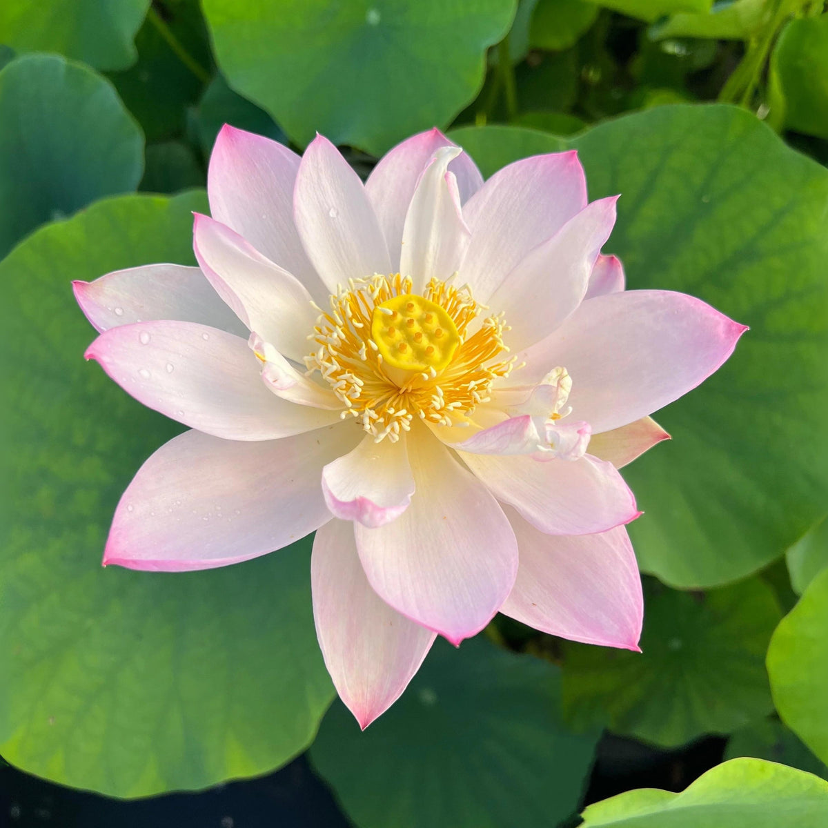 5+ Rare Seeds - Twinkle Toes Lotus, Mini Lotus Seeds