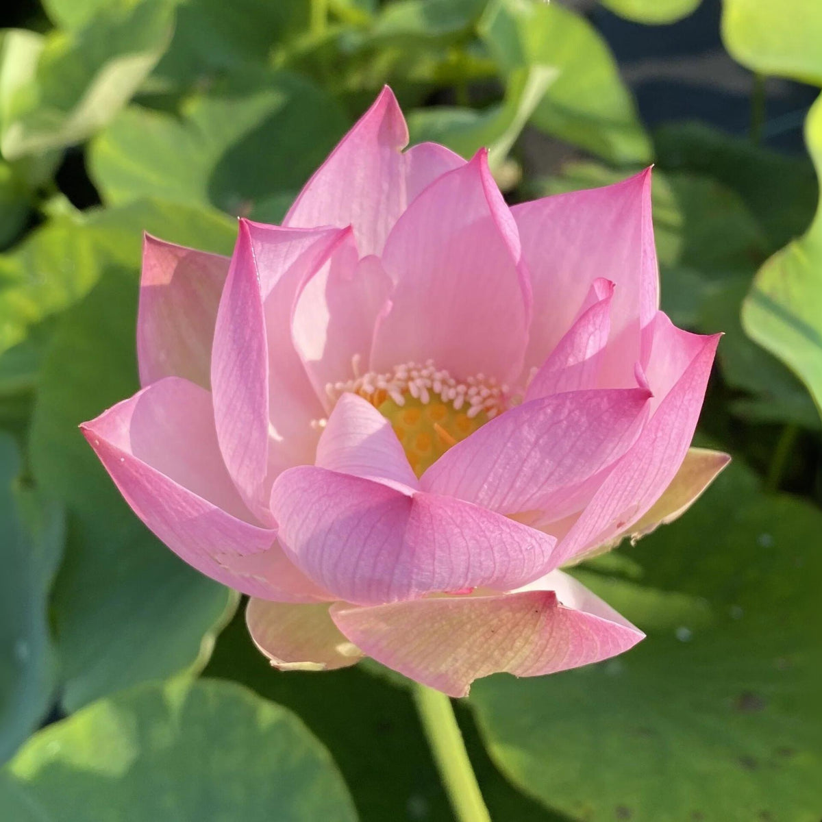 5+ Rare Seeds - Twinkle Toes Lotus, Mini Lotus Seeds