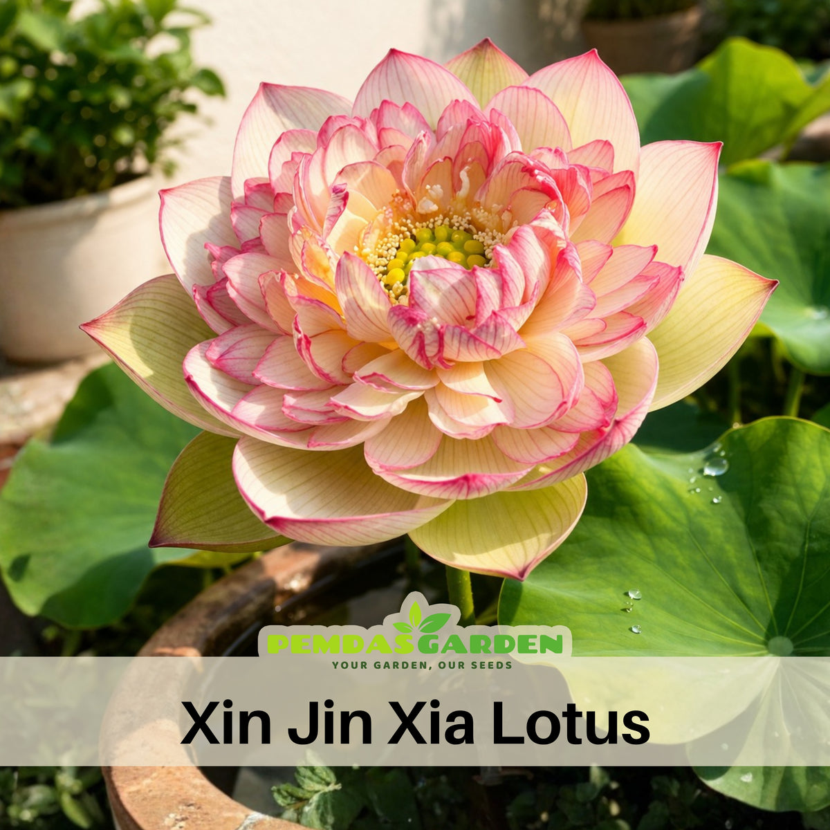 5+ Rare Seeds - Xin Jin Xia Lotus Seeds, Water Plant Seeds