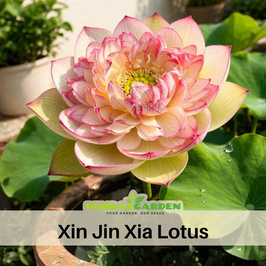 5+ Rare Seeds - Xin Jin Xia Lotus Seeds, Water Plant Seeds