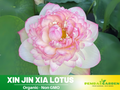 5+ Rare Seeds| Xin Jin Xia Lotus Seeds - Indian Lotus (Nelumbo nucifera) Seeds- Water Plant Seeds- Bean of India- Egyptian Lotus - Aquatic perennial- Fragrant flowers - Ornamental Pond & Container Plant #Q050