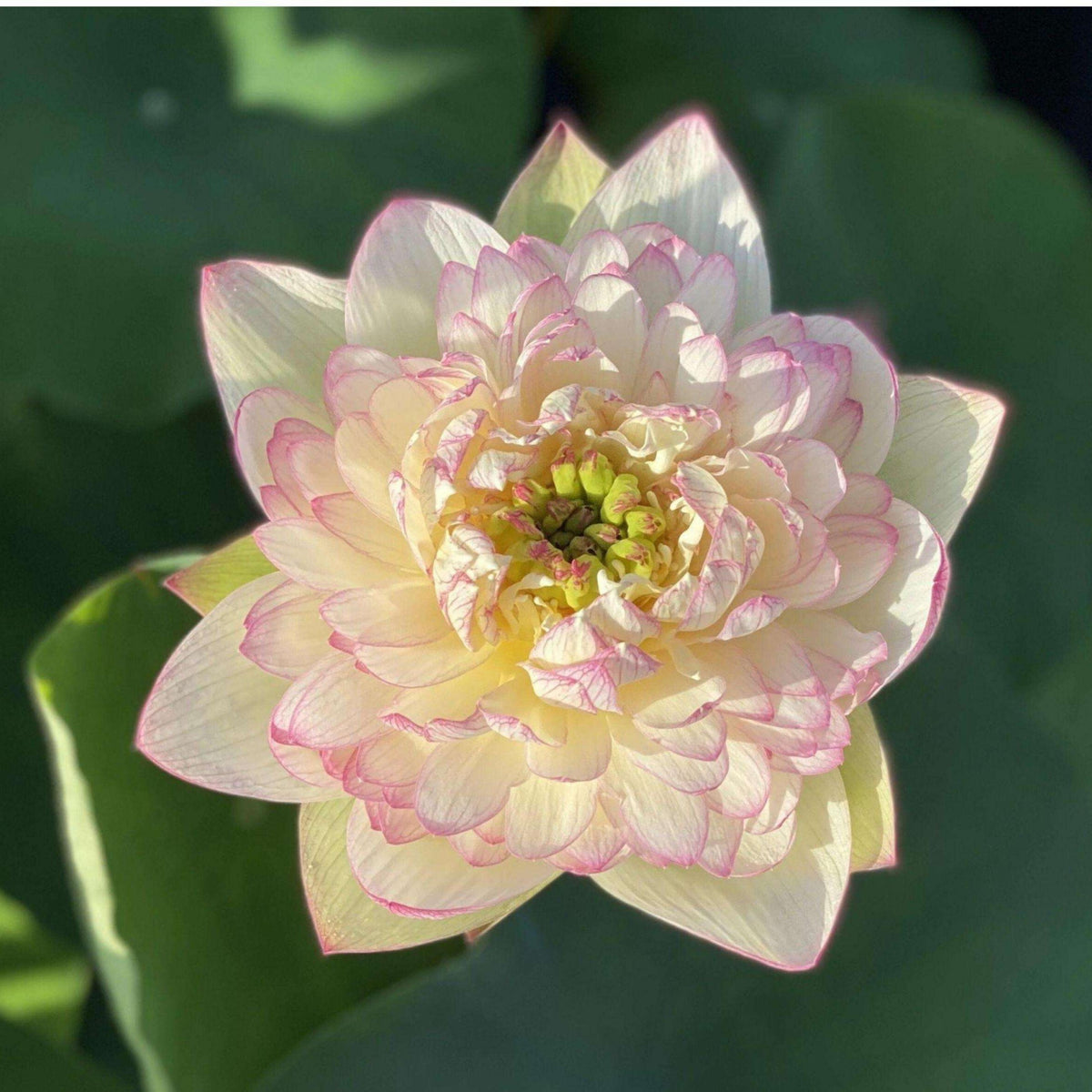 5+ Rare Seeds - Xin Jin Xia Lotus Seeds, Water Plant Seeds