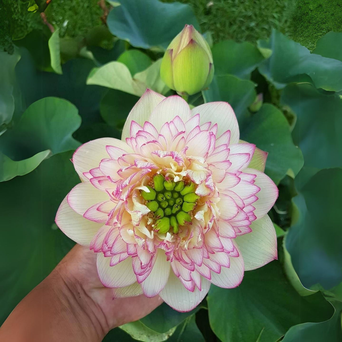 5+ Rare Seeds - Xin Jin Xia Lotus Seeds, Water Plant Seeds