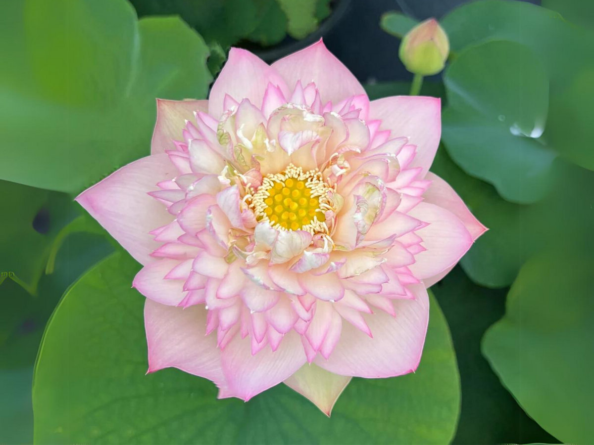 5+ Rare Seeds| Xin Jin Xia Lotus Seeds - Indian Lotus (Nelumbo nucifera) Seeds #Q050