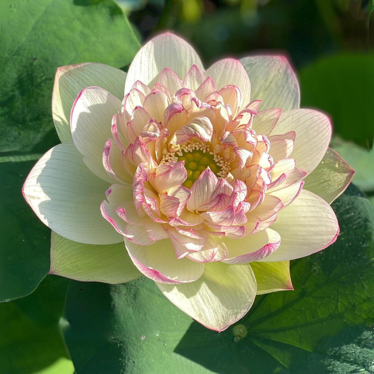5+ Rare Seeds - Xin Jin Xia Lotus Seeds, Water Plant Seeds