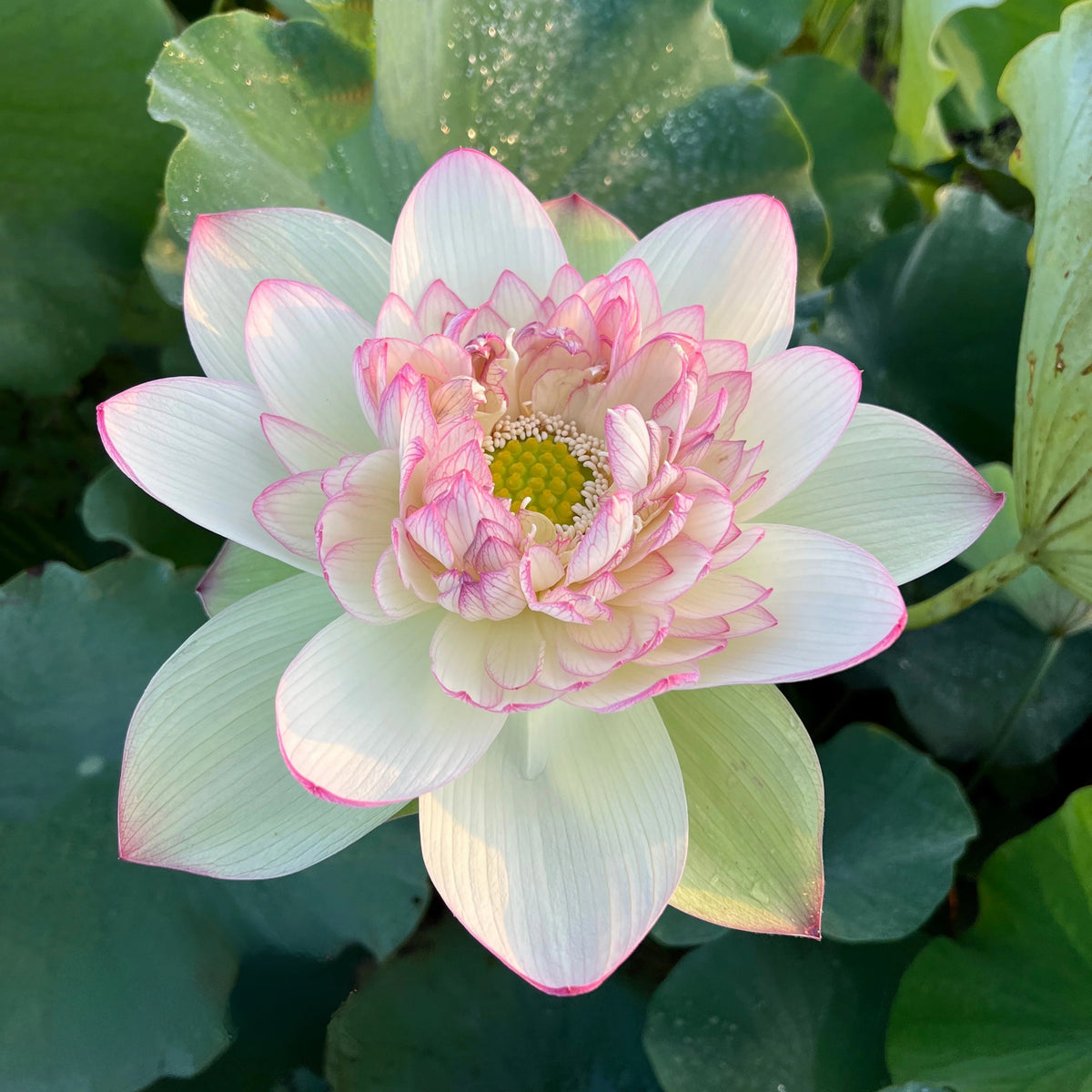 5+ Rare Seeds - Xin Jin Xia Lotus Seeds, Water Plant Seeds