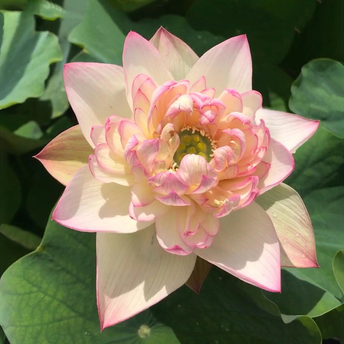 5+ Rare Seeds - Xin Jin Xia Lotus Seeds, Water Plant Seeds
