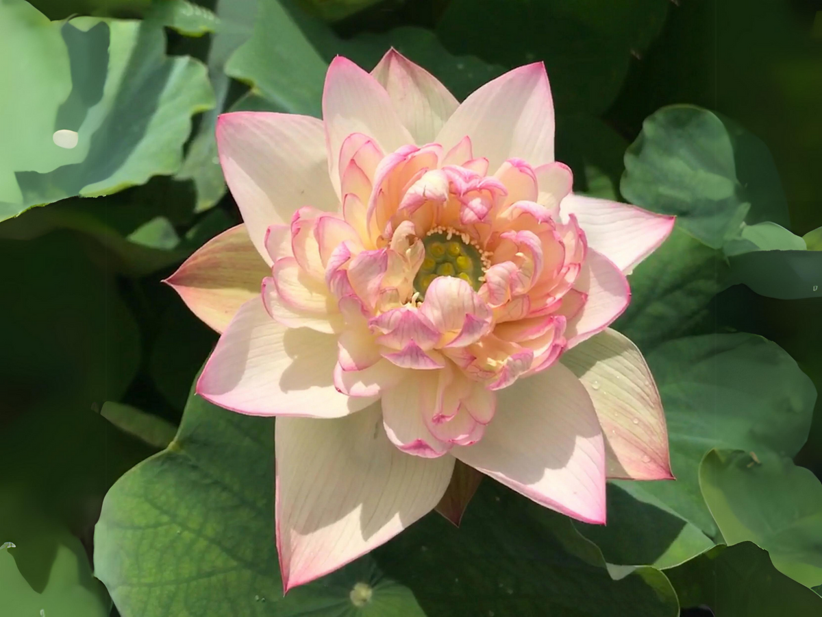 5+ Rare Seeds| Xin Jin Xia Lotus Seeds - Indian Lotus (Nelumbo nucifera) Seeds #Q050